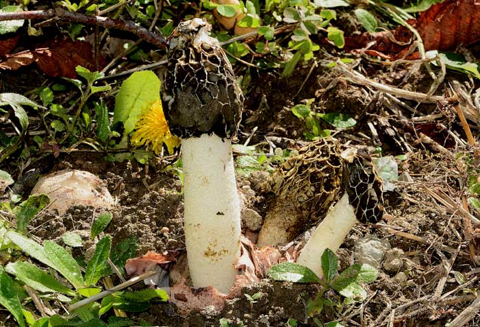 Uova di rettile?  No, ovulo di Phallus sp. da confermare